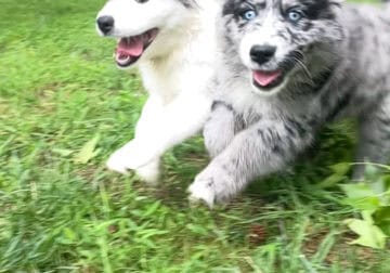 Storm – Australian Sheppard Mix Puppy