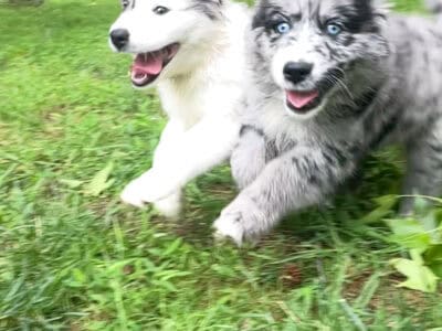 Storm – Australian Sheppard Mix Puppy