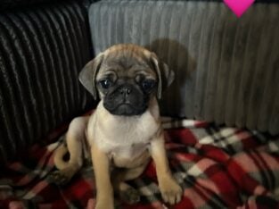 Adorable 8-Week-Old Pug Puppies(2 male, 3 female)