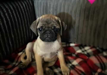 Adorable 8-Week-Old Pug Puppies(2 male, 3 female)
