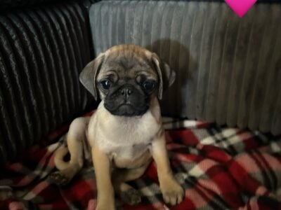 Adorable 8-Week-Old Pug Puppies(2 male, 3 female)