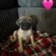 Adorable 8-Week-Old Pug Puppies(2 male, 3 female)
