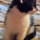 Maine Coon Mix Kittens need good Homes