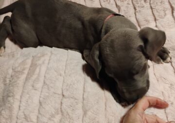Great Dane Puppies
