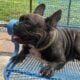 💥 French Bulldog Puppies – 12 Weeks – Vet Checked