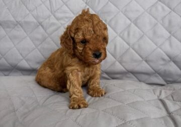 Toy Poodle Puppies