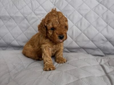 Toy Poodle Puppies