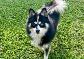 Male Pomsky