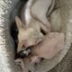 SPHYNX KITTENS / males