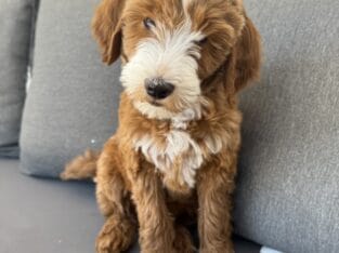 Mini Irish Goldendoodle Puppies