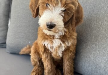 Mini Irish Goldendoodle Puppies