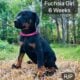 Doberman Puppies black and rust