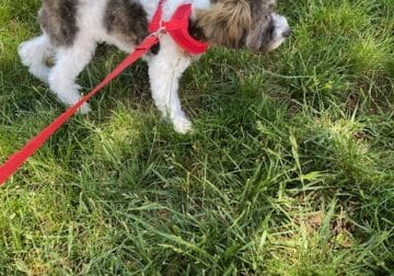 Havapoo puppy looking for a loving home!