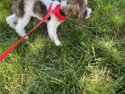 Havapoo puppy looking for a loving home!