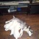 Best puppies ever