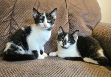 Sweet kittens looking for a new home