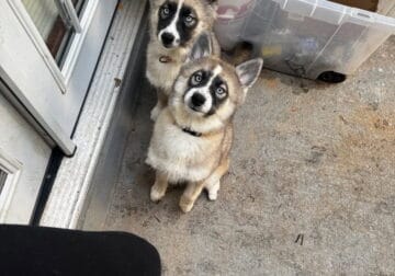 Purebred Husky puppies