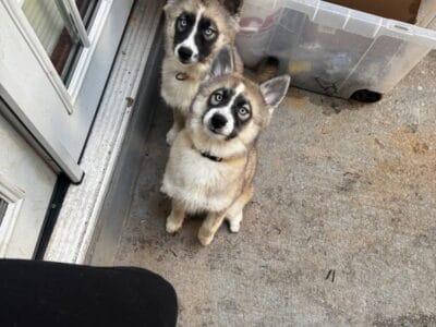 Purebred Husky puppies