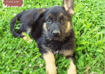 Houston – German Shepherd Dog puppy