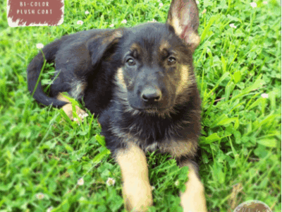 Houston – German Shepherd Dog puppy
