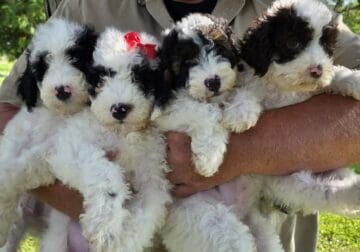 Miniature Portidoodles!!!