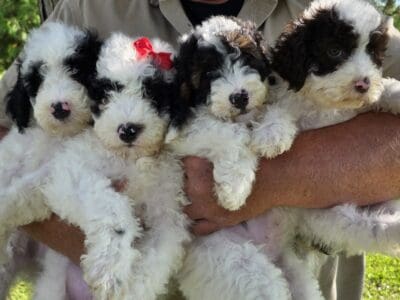 Miniature Portidoodles!!!