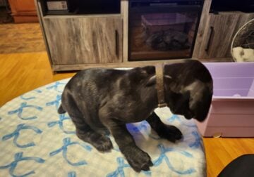 CANE CORSO PUPPIES READY IN JULY
