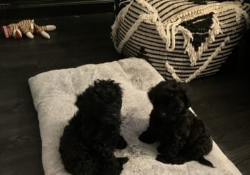 Cutest puppies ever
