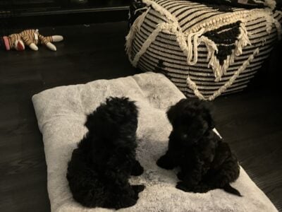 Cutest puppies ever