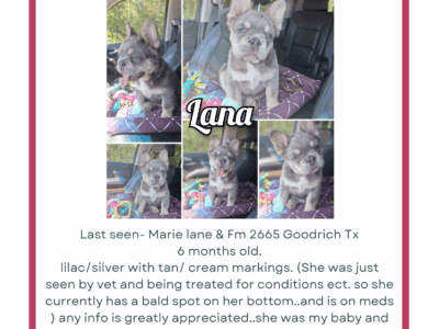 Missing frenchie