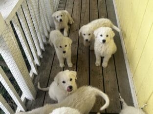Great Pyrenees/ Italian Maremma Sheepdog Puppies f