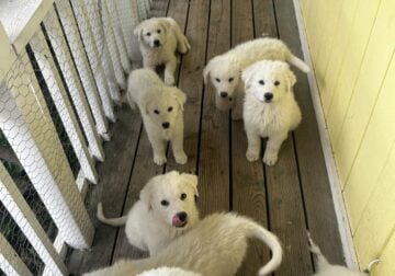 Great Pyrenees/ Italian Maremma Sheepdog Puppies f