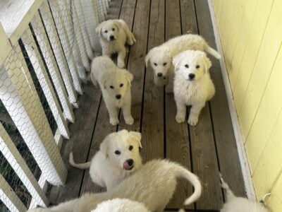 Great Pyrenees/ Italian Maremma Sheepdog Puppies f