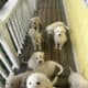 Great Pyrenees/ Italian Maremma Sheepdog Puppies f