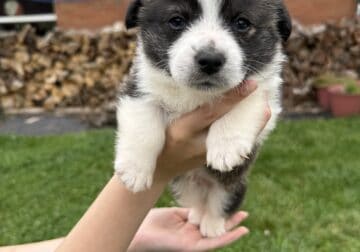 Corgi pups