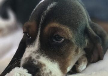 Basset Hound Girl – Sabrina
