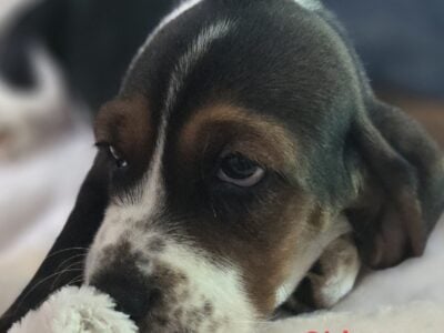 Basset Hound Girl – Sabrina