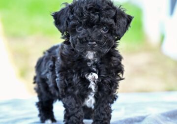 Toy Poodle For Sale Millersburg OH Roscoe