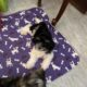 AKC Havanese Gorgeous Female Pups