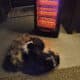 Shih Tzu puppy