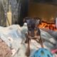 miniature pincher puppies