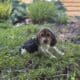 Beagle Puppies