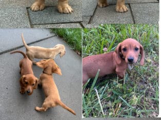 Mini Dachshund Puppies