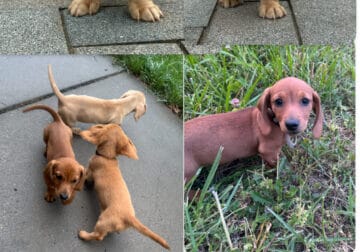 Mini Dachshund Puppies