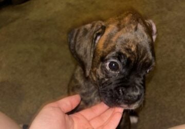 AKC Boxer puppy 2