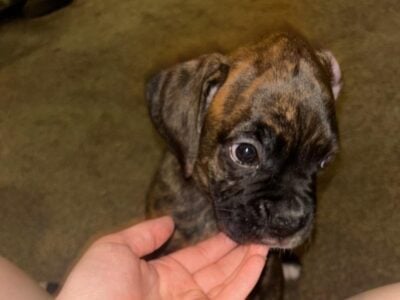 AKC Boxer puppy 2