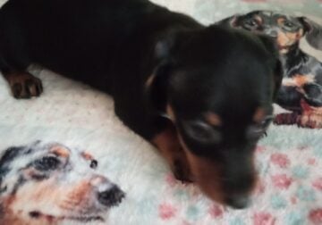 CKC Dachshund Mini Black and Tan SCARLET
