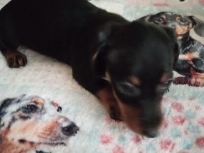 CKC Dachshund Mini Black and Tan SCARLET
