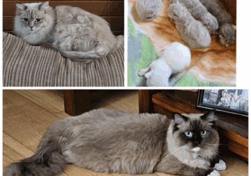 Ragdoll Kittens