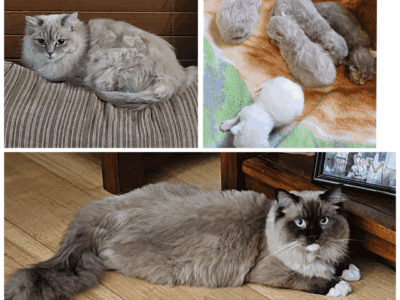 Ragdoll Kittens